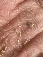 Perityle congesta