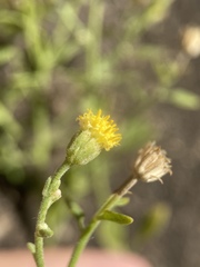 Perityle congesta