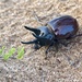 Smooth Ox Beetle - Photo (c) Ted MacRae, some rights reserved (CC BY-NC), uploaded by Ted MacRae