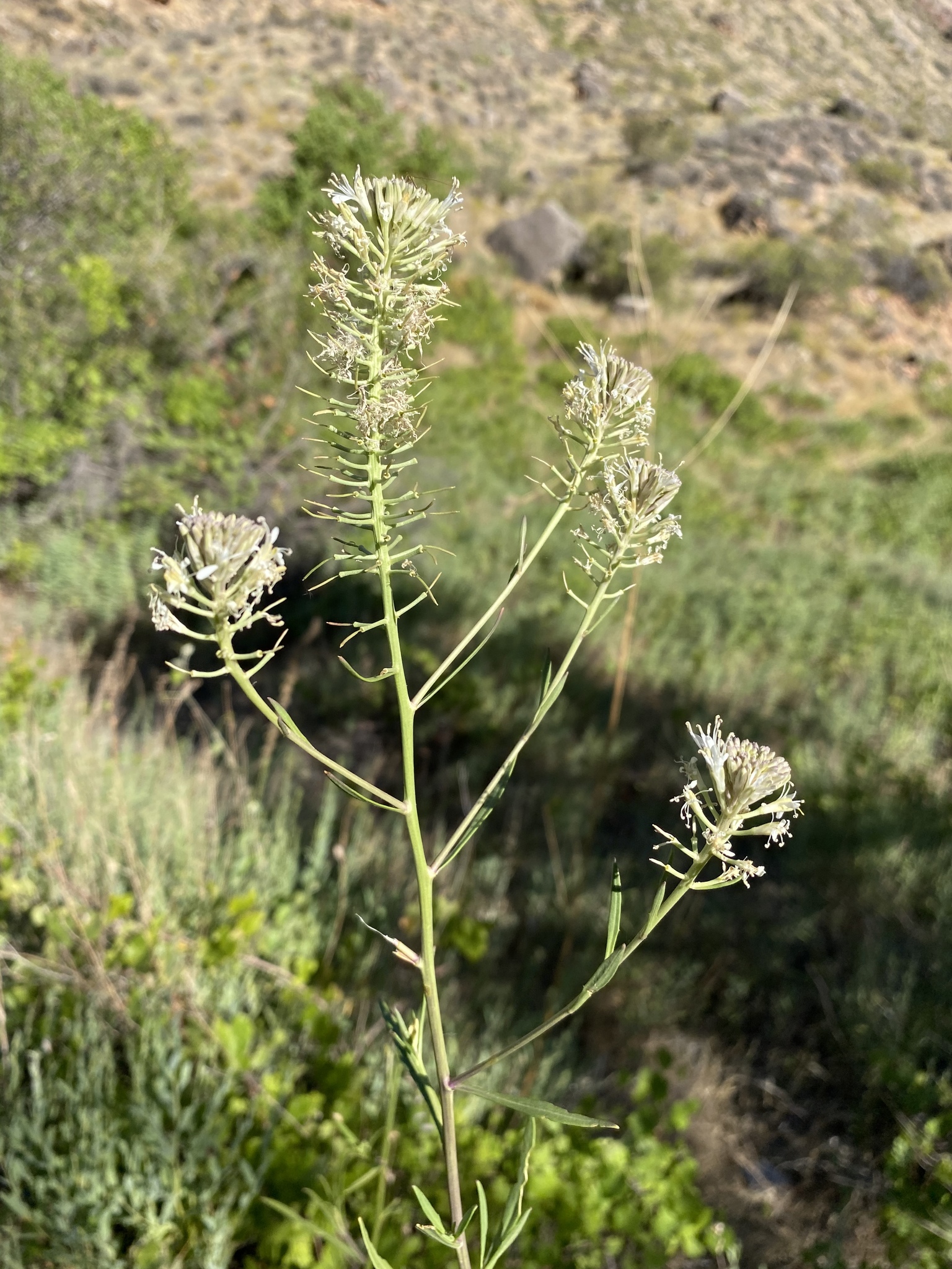 Thelypodium integrifolium ssp. longicarpum