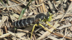 Bembix americana spinolae