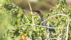 Ixobrychus flavicollis