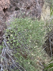 Perityle congesta