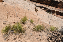 Yucca angustissima angustissima