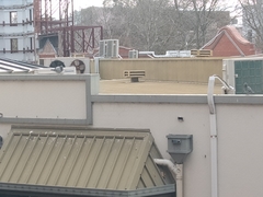 Columba livia domestica