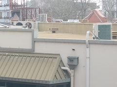 Columba livia domestica