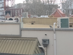 Columba livia domestica