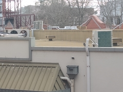 Columba livia domestica