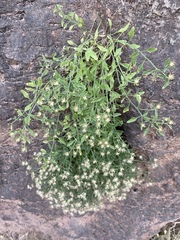 Perityle congesta