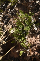 Oreoxis trotteri