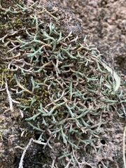 Selaginella mutica