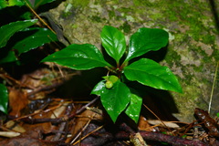 Lysimachia ardisioides