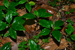 Lysimachia ardisioides