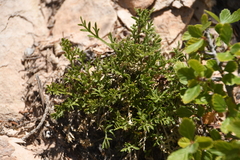 Oreoxis trotteri