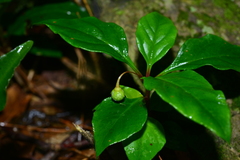 Lysimachia ardisioides