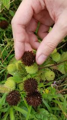 Hyptis capitata