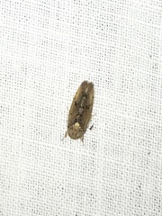 Ponana quadralaba