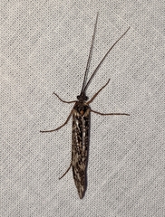 Clistoronia magnifica