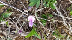 Tephrosia cinerea