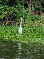 Ardea alba