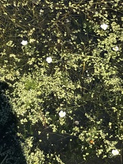 Ranunculus aquatilis