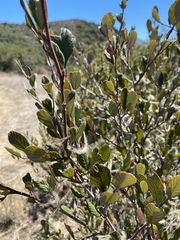 Cercocarpus betuloides blancheae