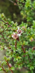 Kunzea amathicola
