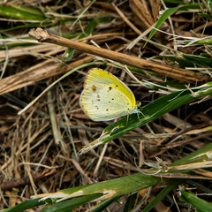 Pyrisitia lisa centralis