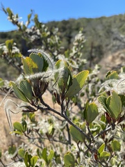 Cercocarpus betuloides blancheae