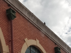 Columba livia domestica