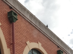 Columba livia domestica