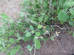 Ambrosia cordifolia