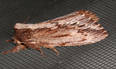 Hylaeora capucina
