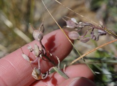 Physaria occidentalis