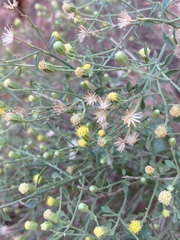 Perityle congesta
