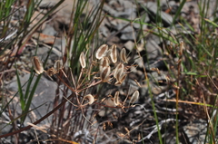 Lomatium martindalei