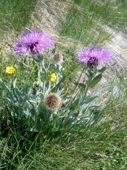 Centaurea uniflora