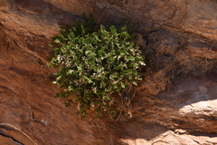 Oreoxis trotteri
