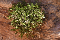 Oreoxis trotteri