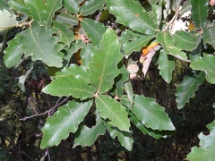 Quercus deserticola