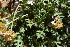 Oreoxis trotteri