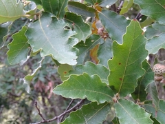Quercus deserticola