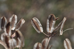 Lomatium martindalei