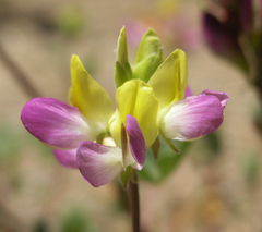 Lupinus stiversii