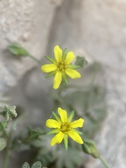 Ivesia arizonica arizonica