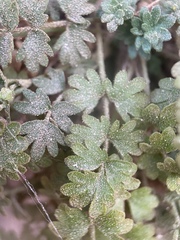 Ivesia arizonica arizonica