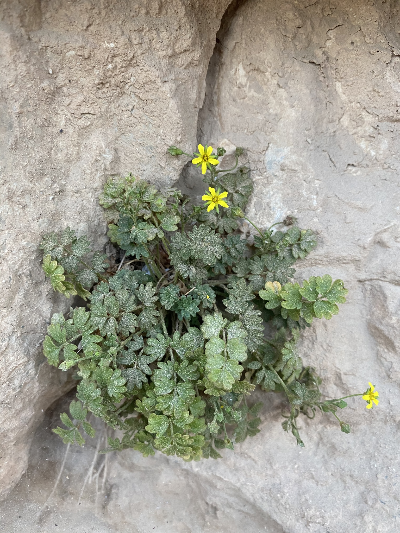 Ivesia arizonica
