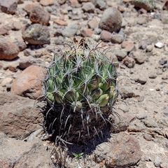 Coryphantha cornifera