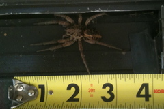 Schizocosa maxima
