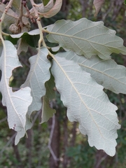 Quercus deserticola